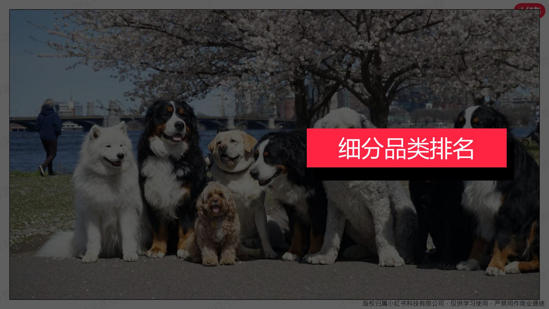 小红书-2024年宠物行业月报-2024年3月.pdf