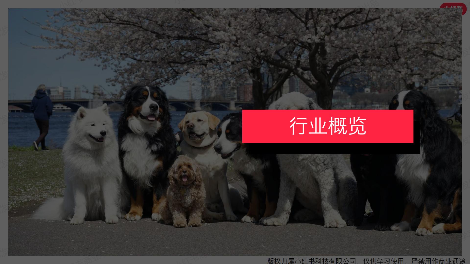 小红书-2024年宠物行业月报-2024年1月.pdf