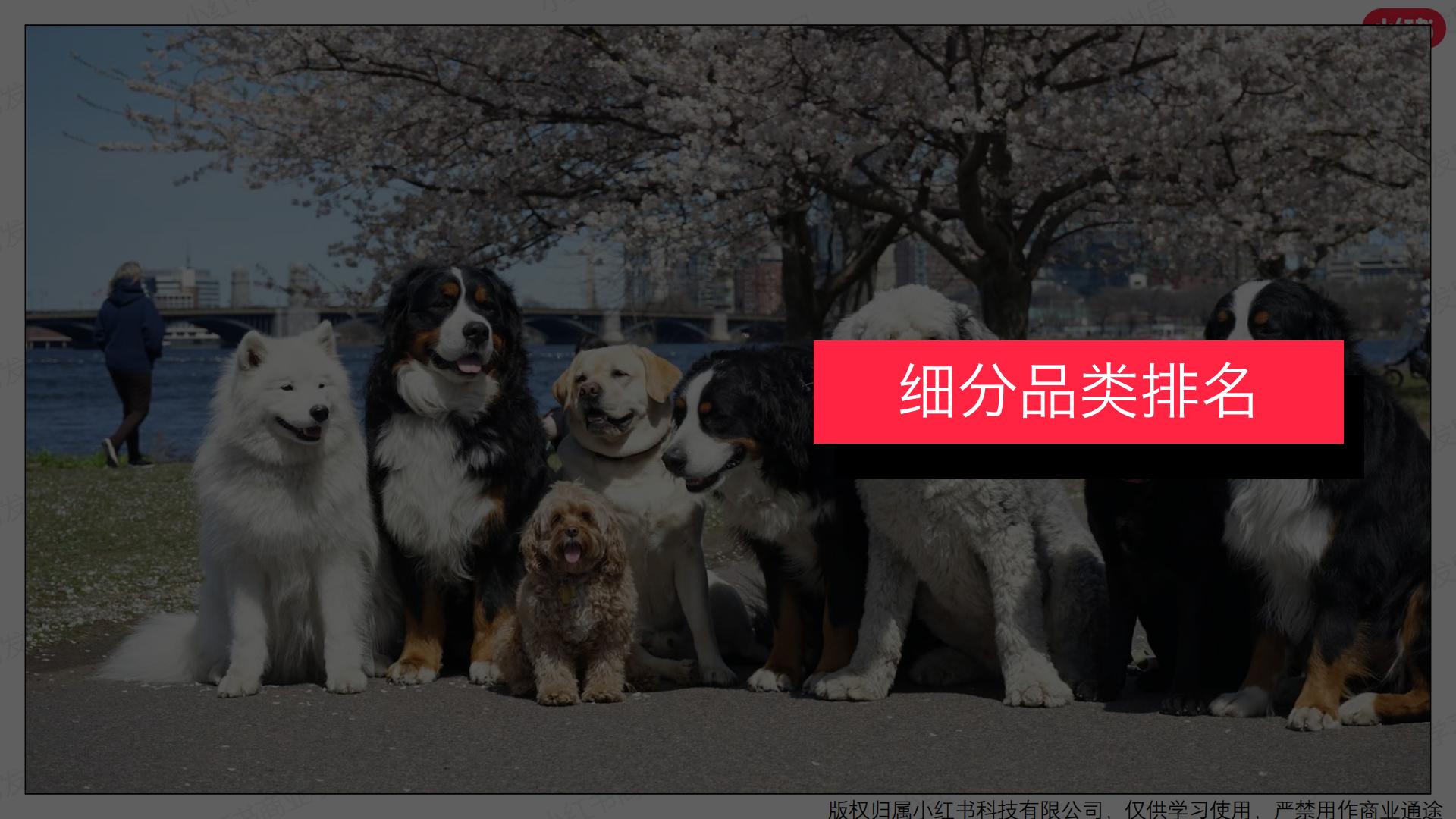 小红书-2024年宠物行业月报-2024年1月.pdf