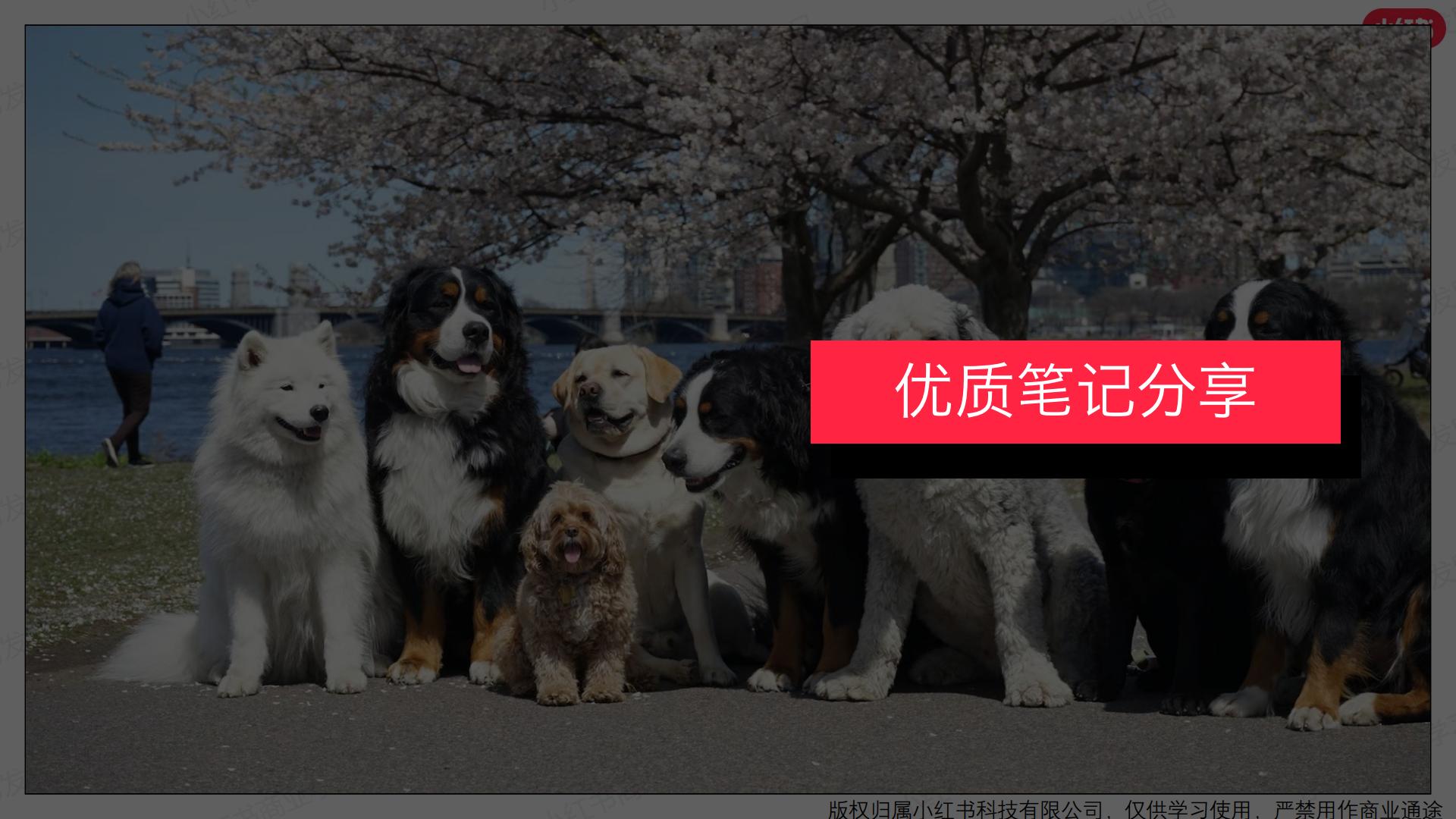 小红书-2024年宠物行业月报-2024年1月.pdf