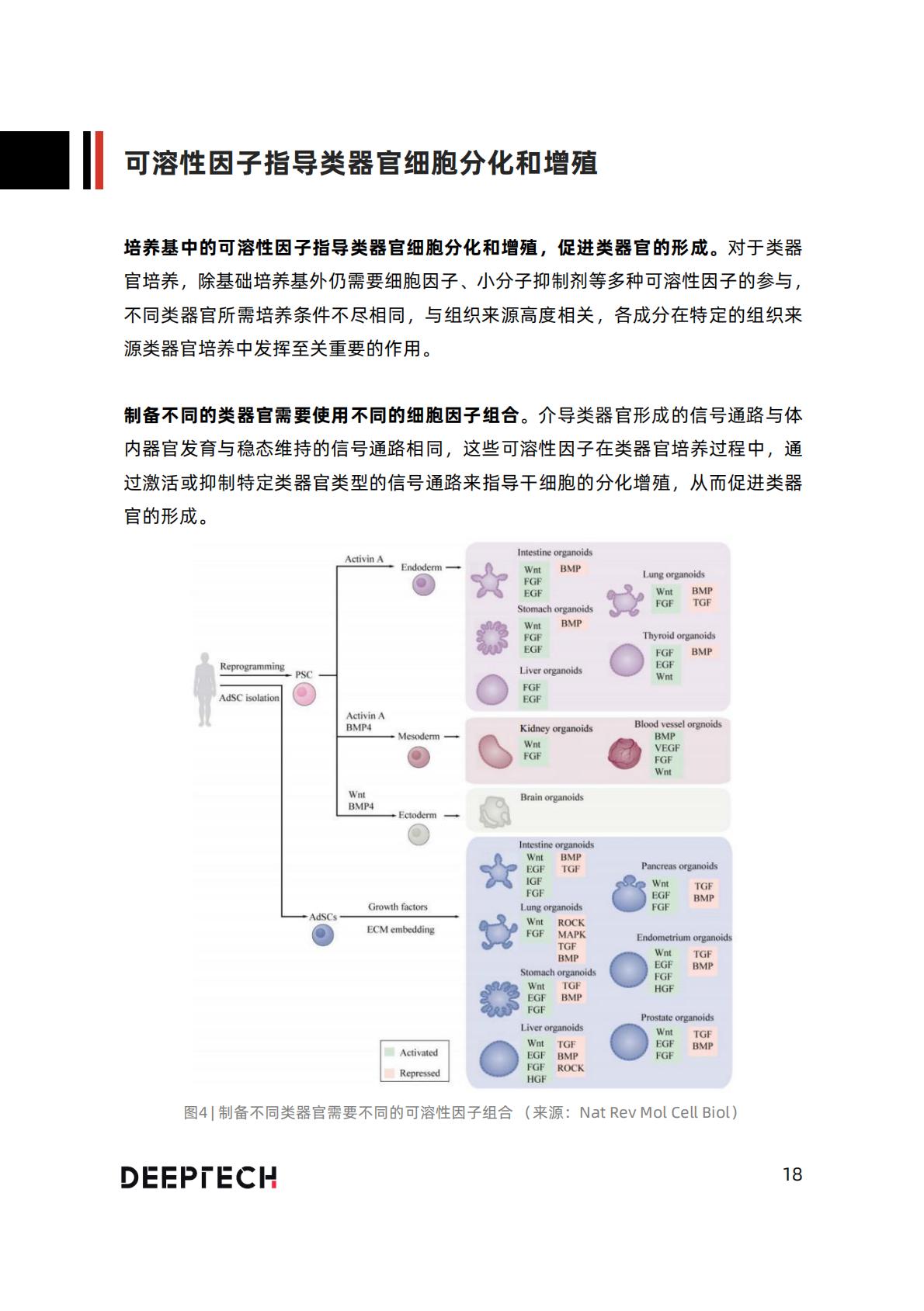 2023类器官技术与行业研究报告-40页.pdf