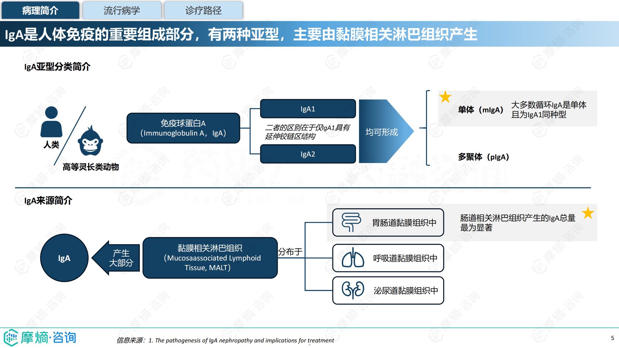 摩熵咨询2025年IgA肾病药物研发全景及已上市药物市场竞争格局报告31页.pdf