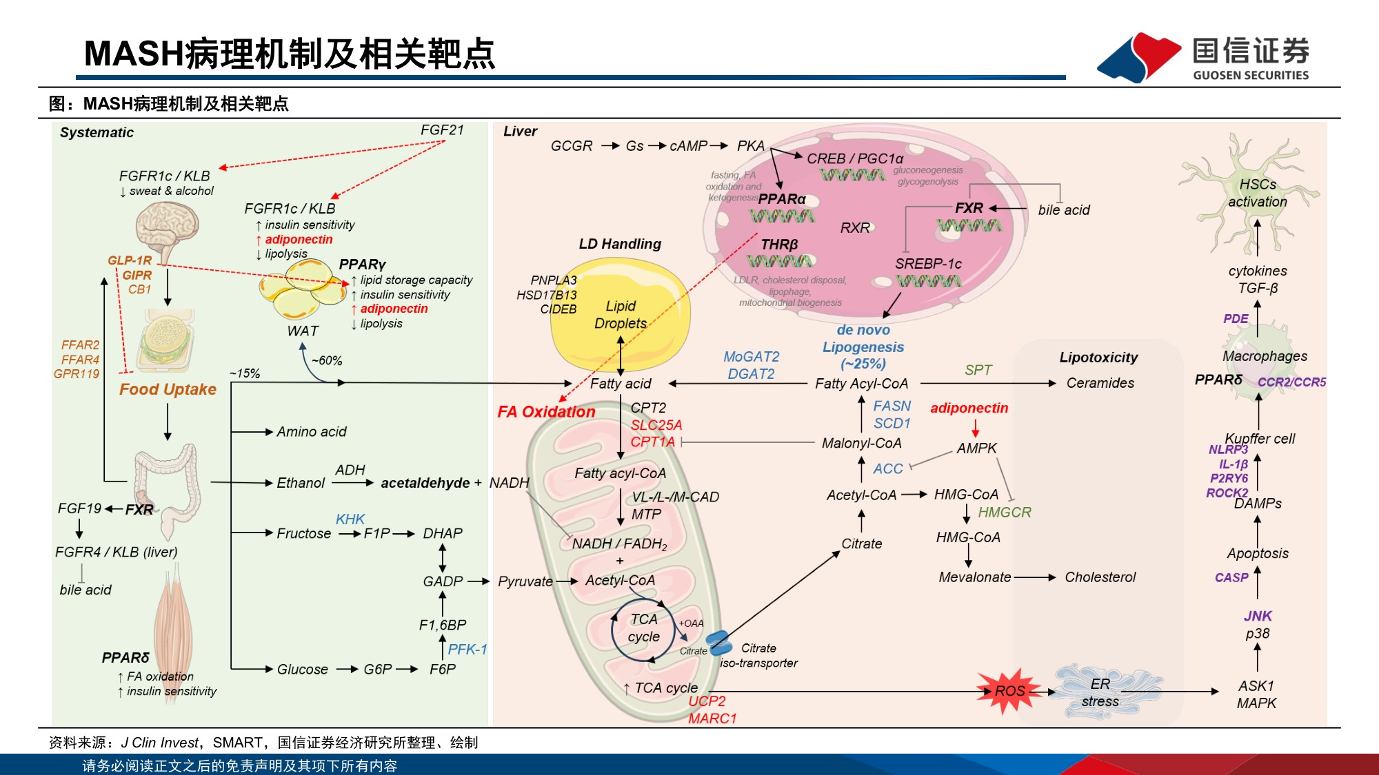 医药生物行业创新药盘点系列报告27MASH治疗领域将迎来密集临床催化-26063030页.pdf