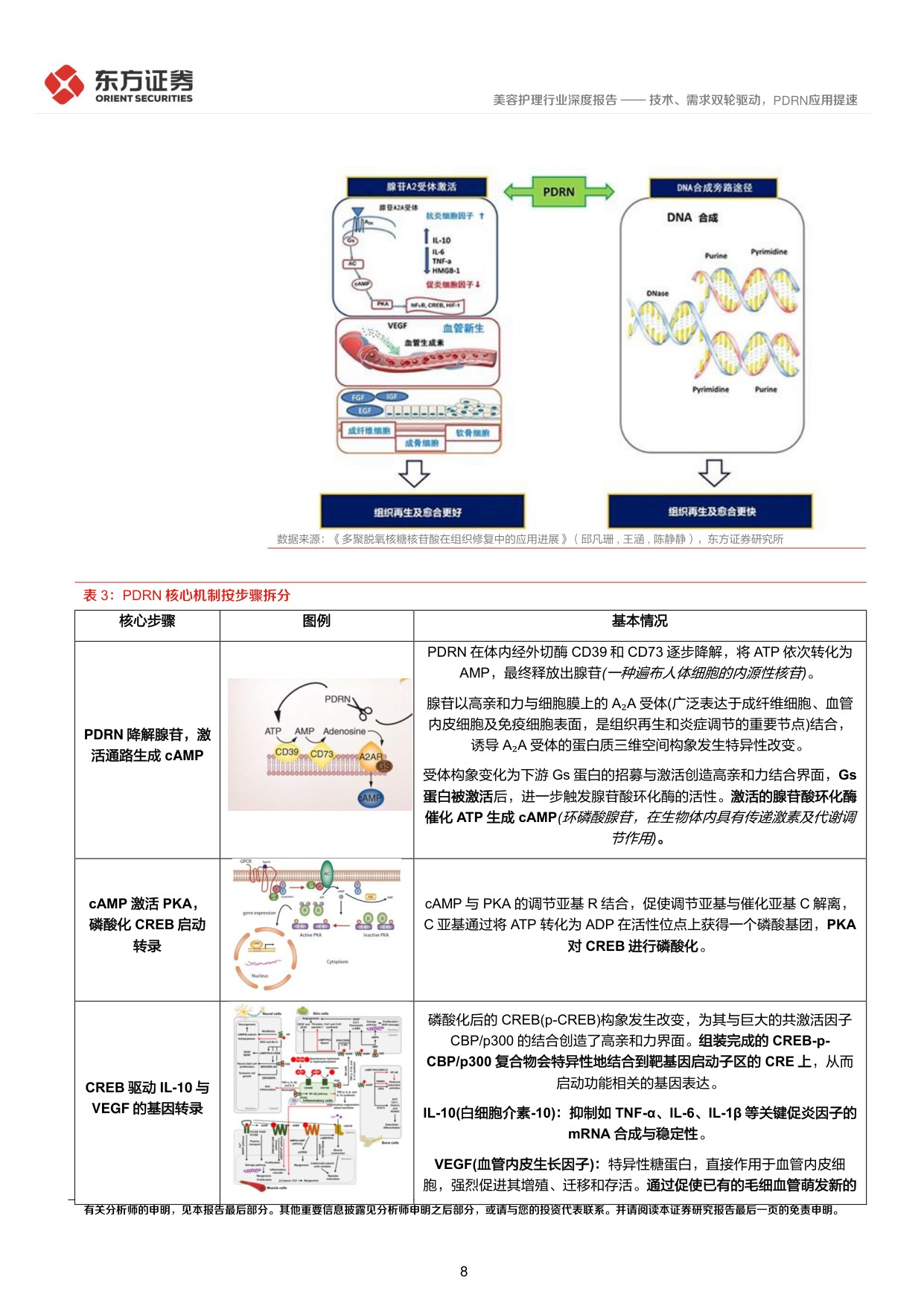 美容护理系列深度报告2——技术、需求双轮驱动，PDRN应用提速.pdf